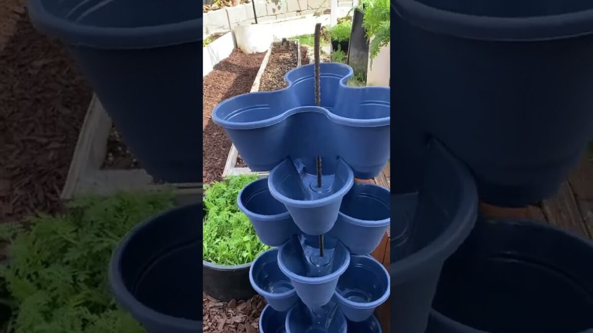 Follow for more gardening tips and tricks π¨βπΎπ§Ίπ±π‘ #shorts #viral #diy #hack #plants #plantslover Follow for more gardening tips and tricks π¨βπΎπ§Ίπ±π‘ #shorts #viral #diy #hack #plants #plantslover