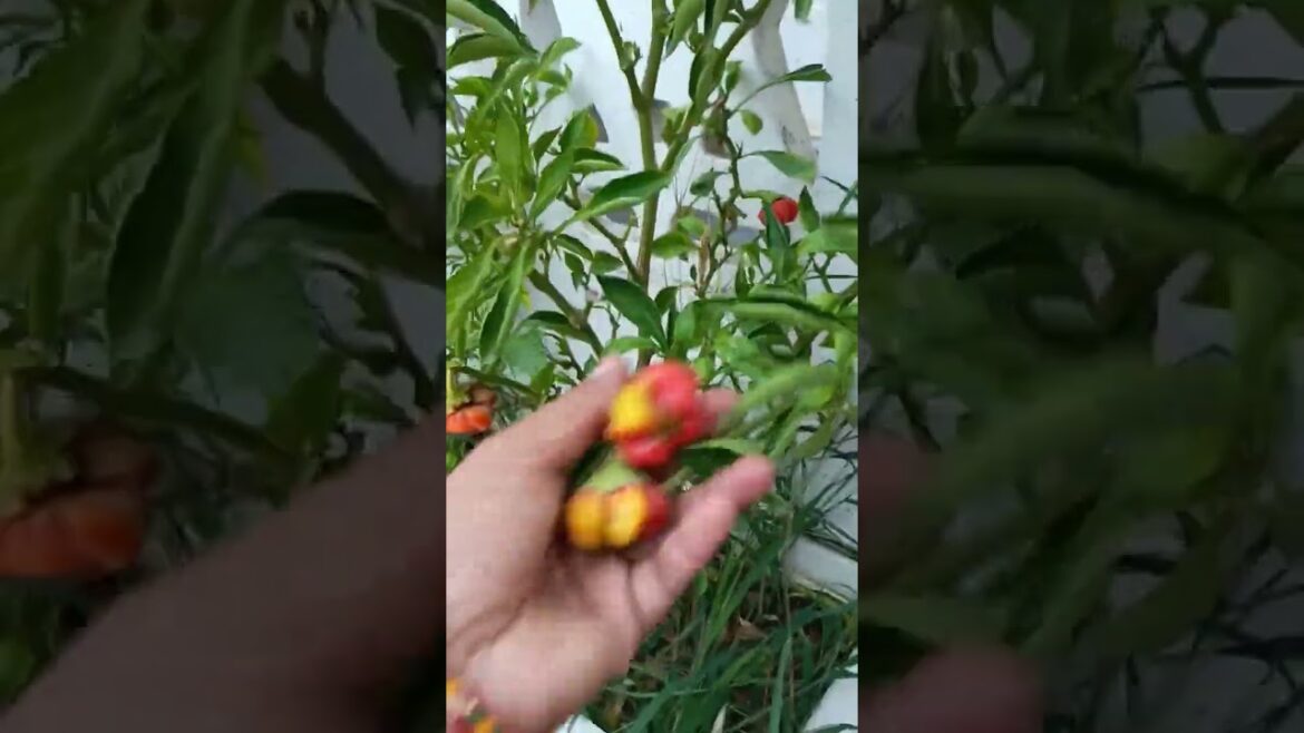 my terrace garden#overview #garden #shorts#youtubeshorts #viral #viral #gardening #kitchengardening