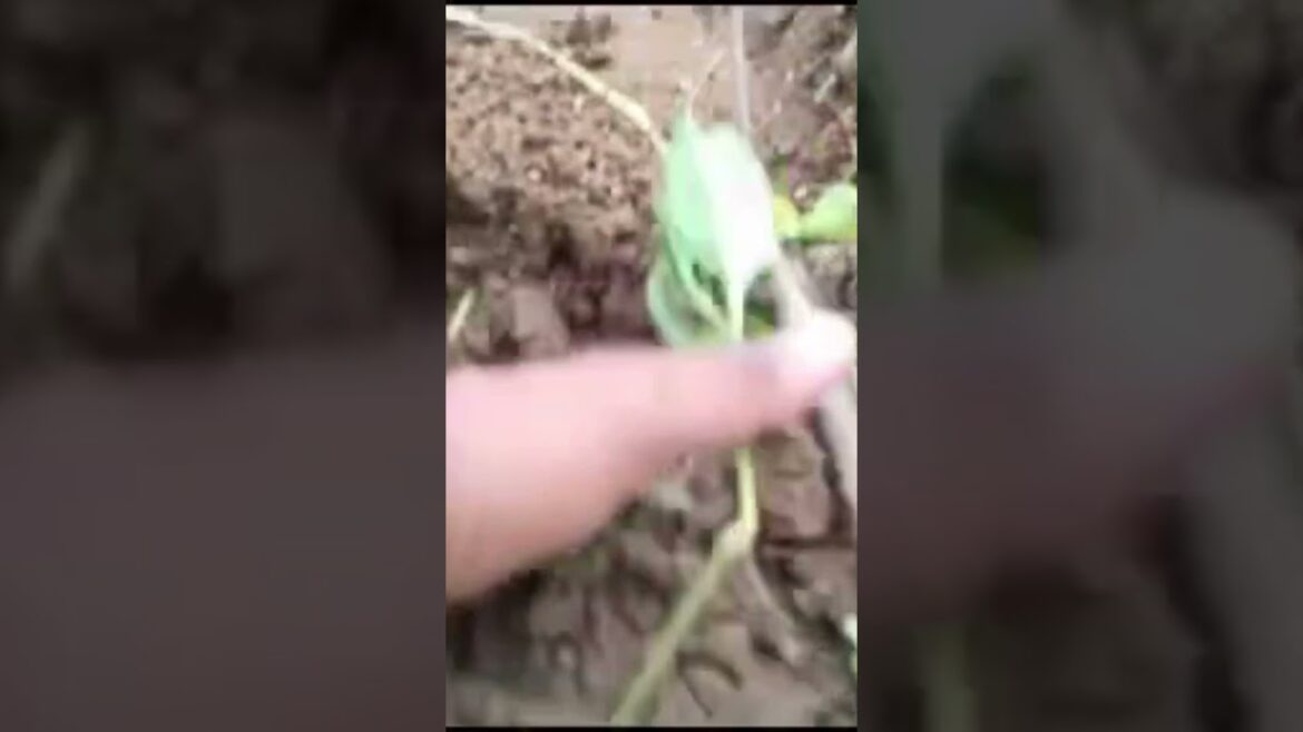 Sericulture Weeding #mulberry #gardening