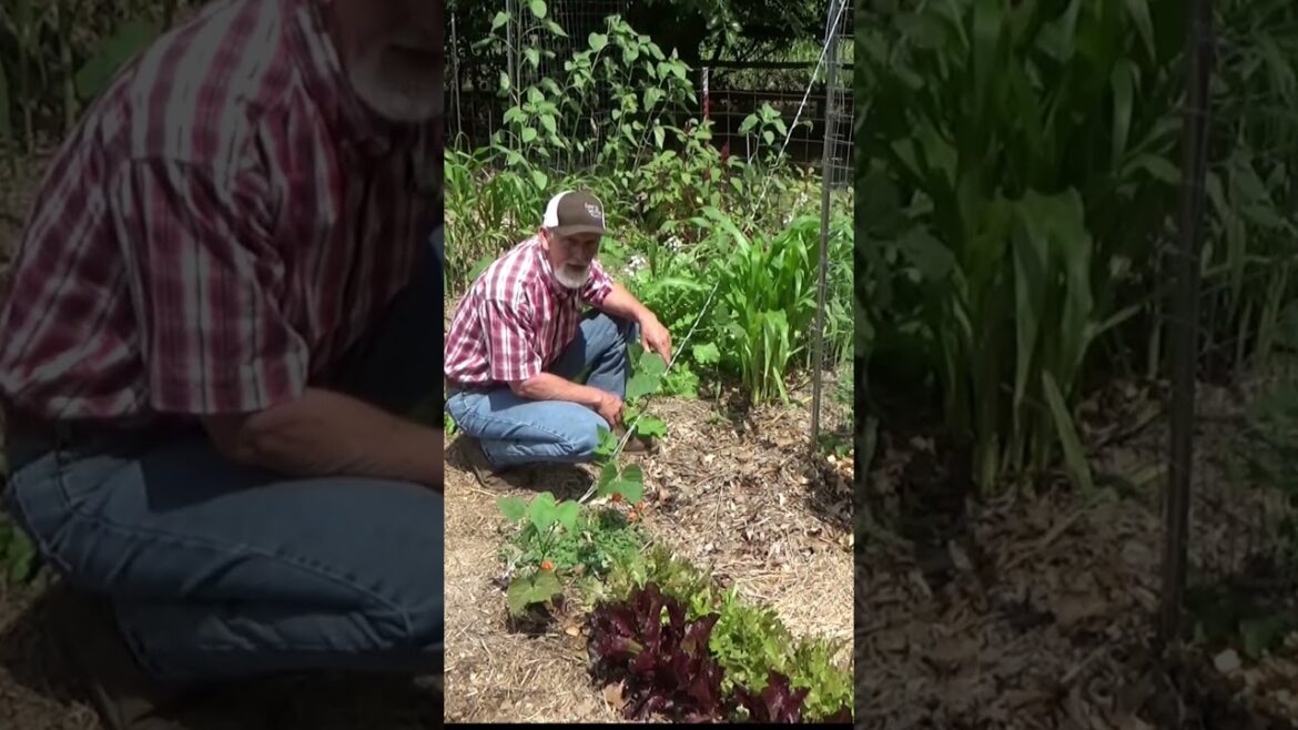Seeds to plant in late June for a successful harvest, Corn #shorts #garden #mulch