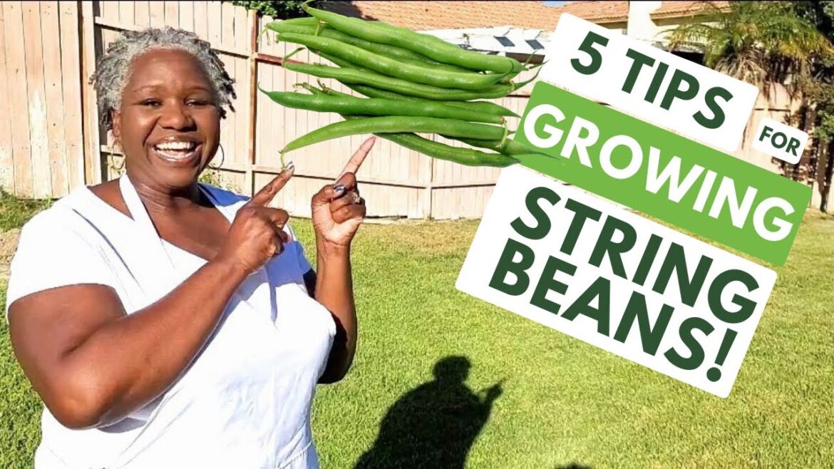 Unlock the Secrets to Growing String Beans: 5 Expert Tips