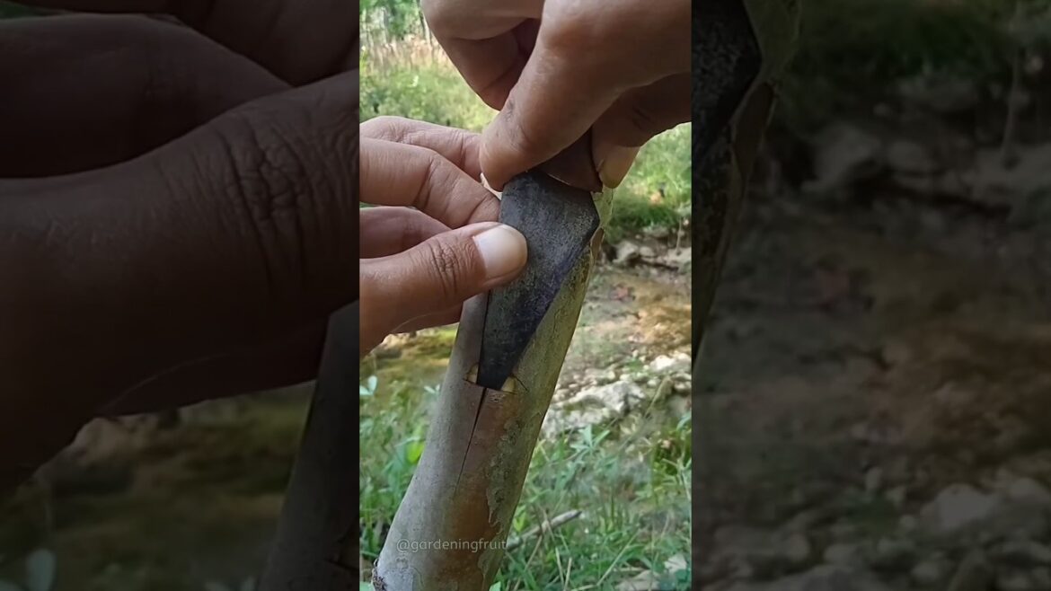 gardening fruit tips | budding method #satisfying #foryou