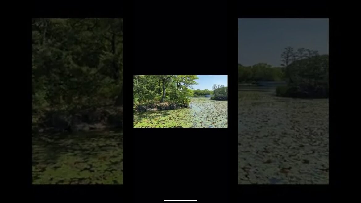 Japanese garden in Osaka. #japan