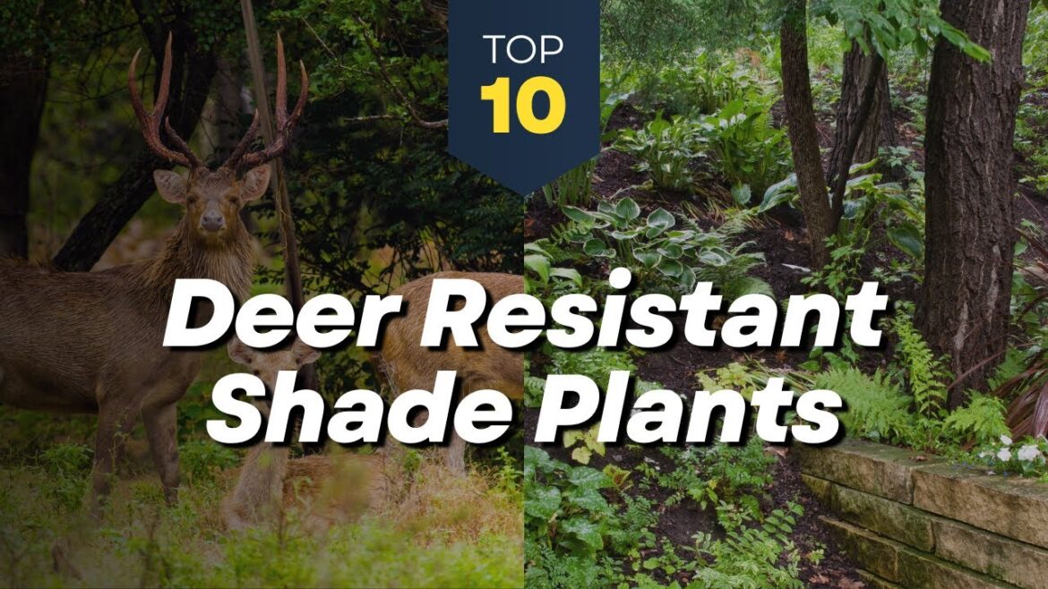 10 Deer Resistant Shade Plants for Your Garden -πΏπ¦ Flowers and Shrubs 10 Deer Resistant Shade Plants for Your Garden -πΏπ¦ Flowers and Shrubs