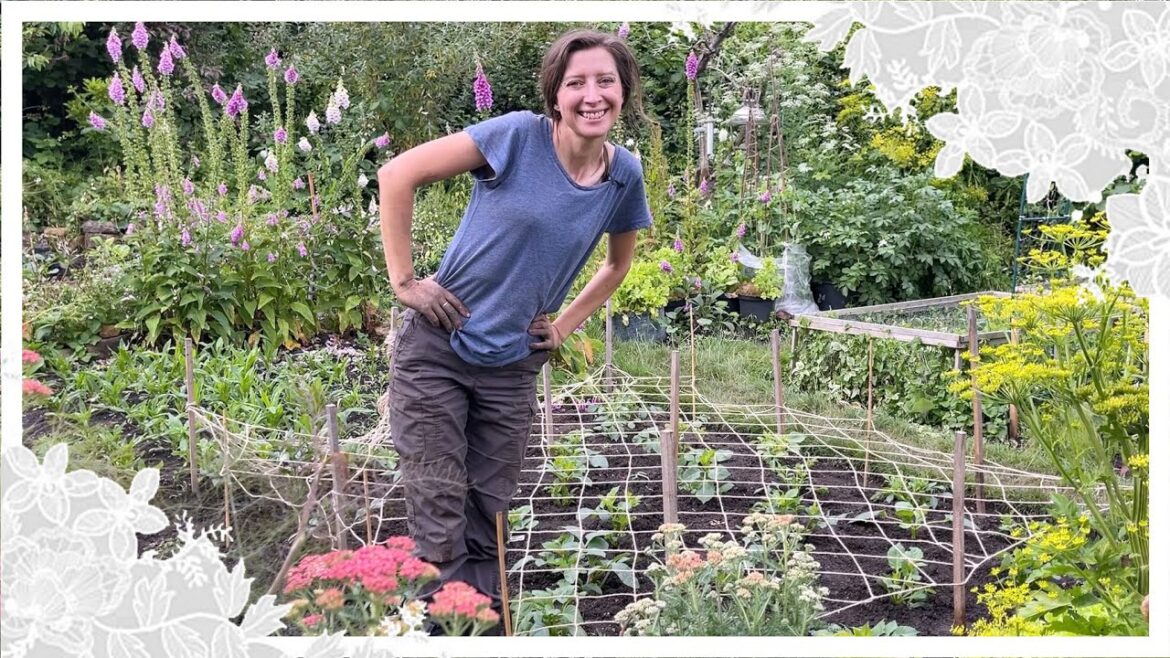 Planting out and Supporting 45 Dahlia Plants – 2023 Planting out and Supporting 45 Dahlia Plants - 2023