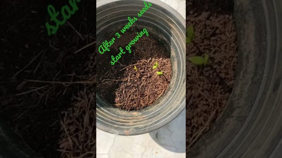 Guavas plants||#shorts #plants #ytshortsgarden tips