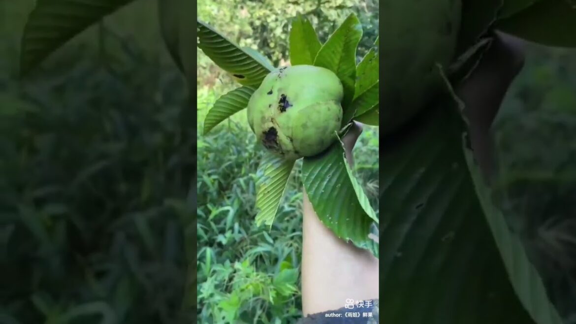 do you know this fruit?|Fruits🍒Videos#shorts #viral #fruit do you know this fruit?|Fruits🍒Videos#shorts #viral #fruit