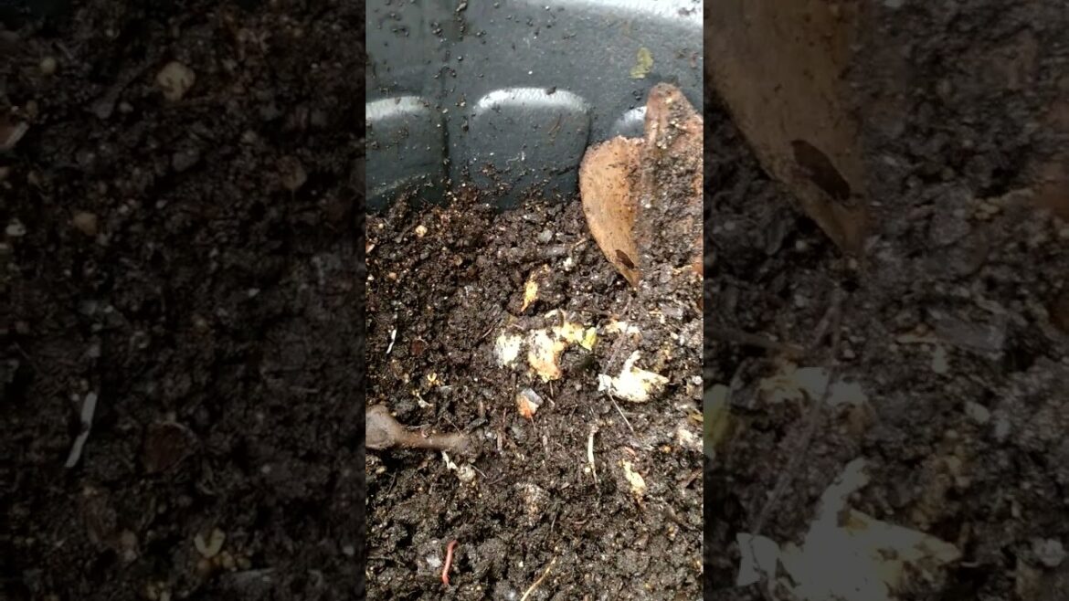 Fertilize and Aerate Your Garden and Container Garden with Worms and Worm Castings