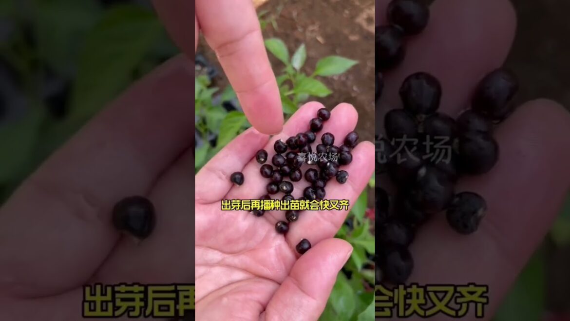 #gardenlife #fruit #fruitgarden #carving #bamboogarden #vegetablegardening #reels #bushcraft #bamboo