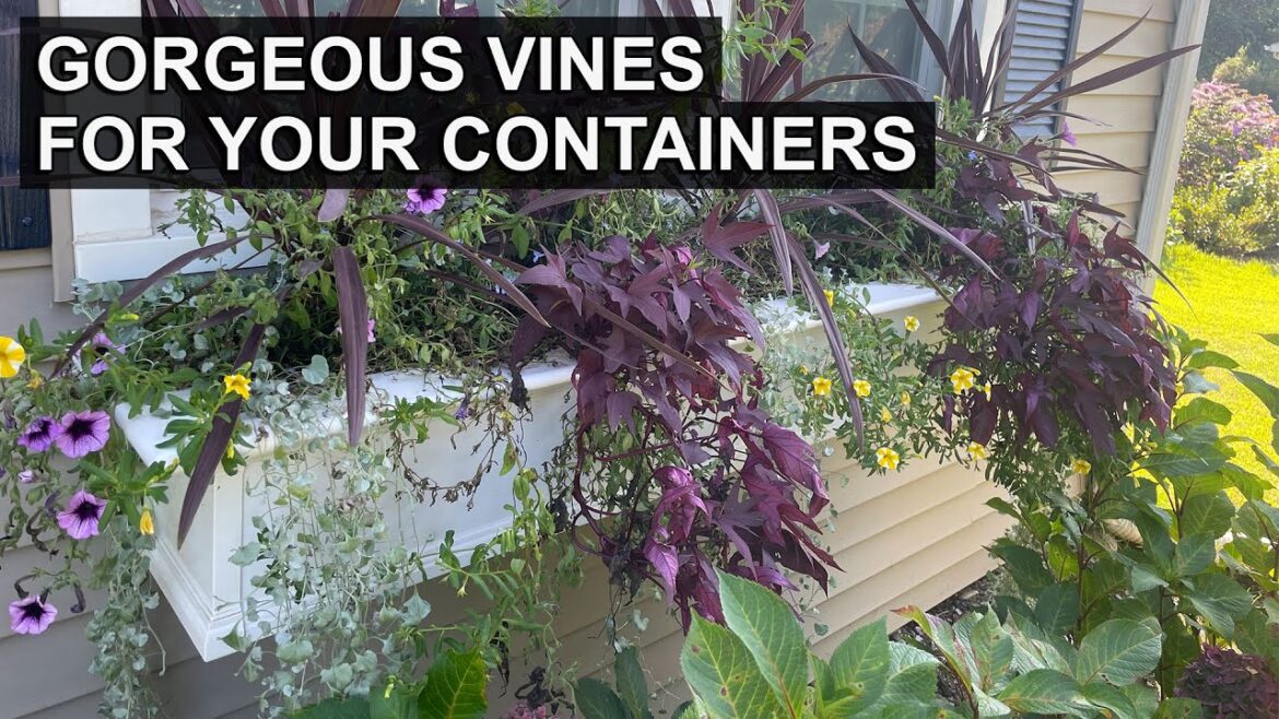3 of the Best Vine Plants for Your Container Garden 3 of the Best Vine Plants for Your Container Garden