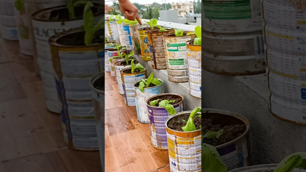 This is the perfect and easiest vegetable growing idea if you don't have a garden