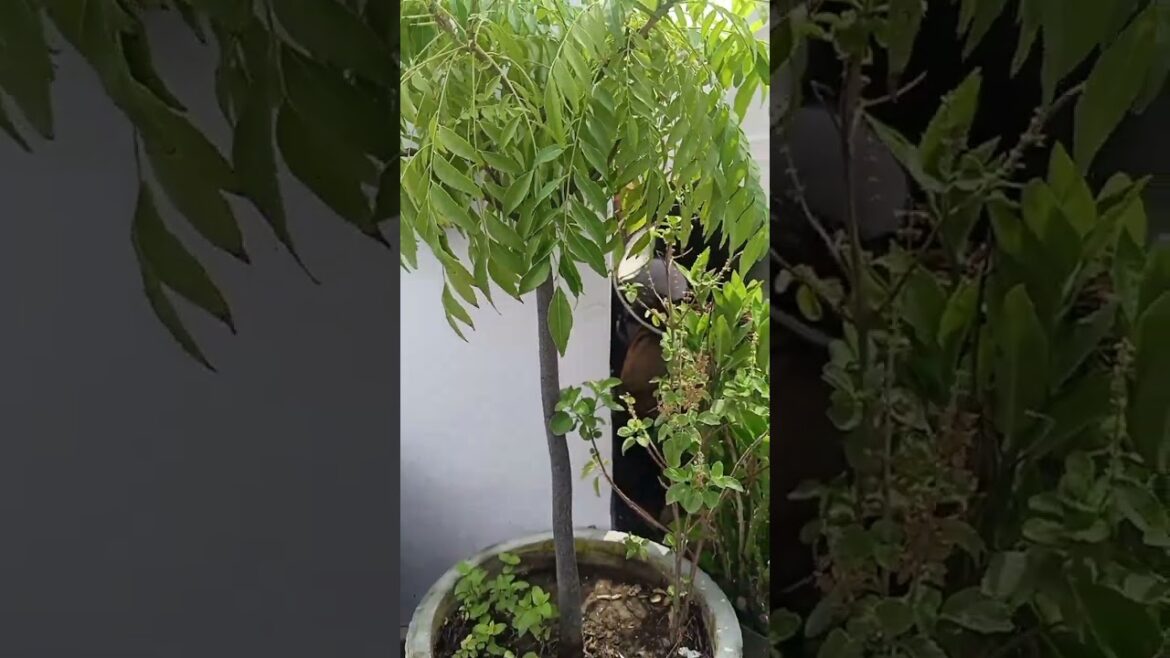 curry patta plant #gardeninglovers #plant #currypatta #kitchengarden #vegetablegardening #garden