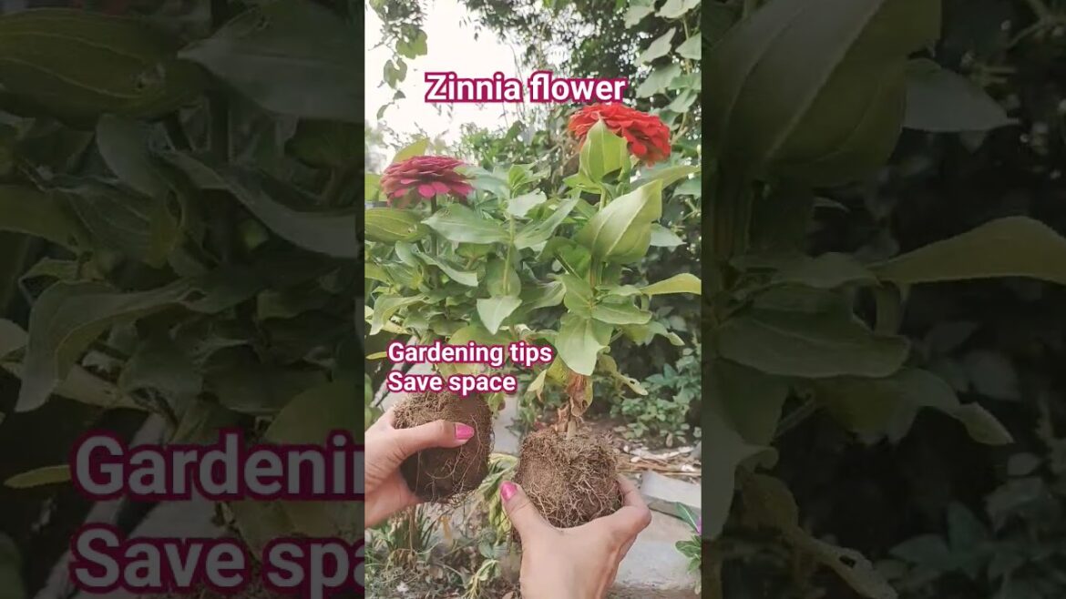 #Zennia plant #shortsyoutube #floweringshorts# gardening tips#plantaion of zennia #sadi jindgi thah.