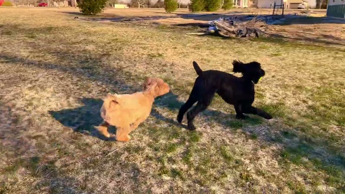 THE GOLDEN DOODLES ENJOY THEIR NEW BALL THE GOLDEN DOODLES ENJOY THEIR NEW BALL