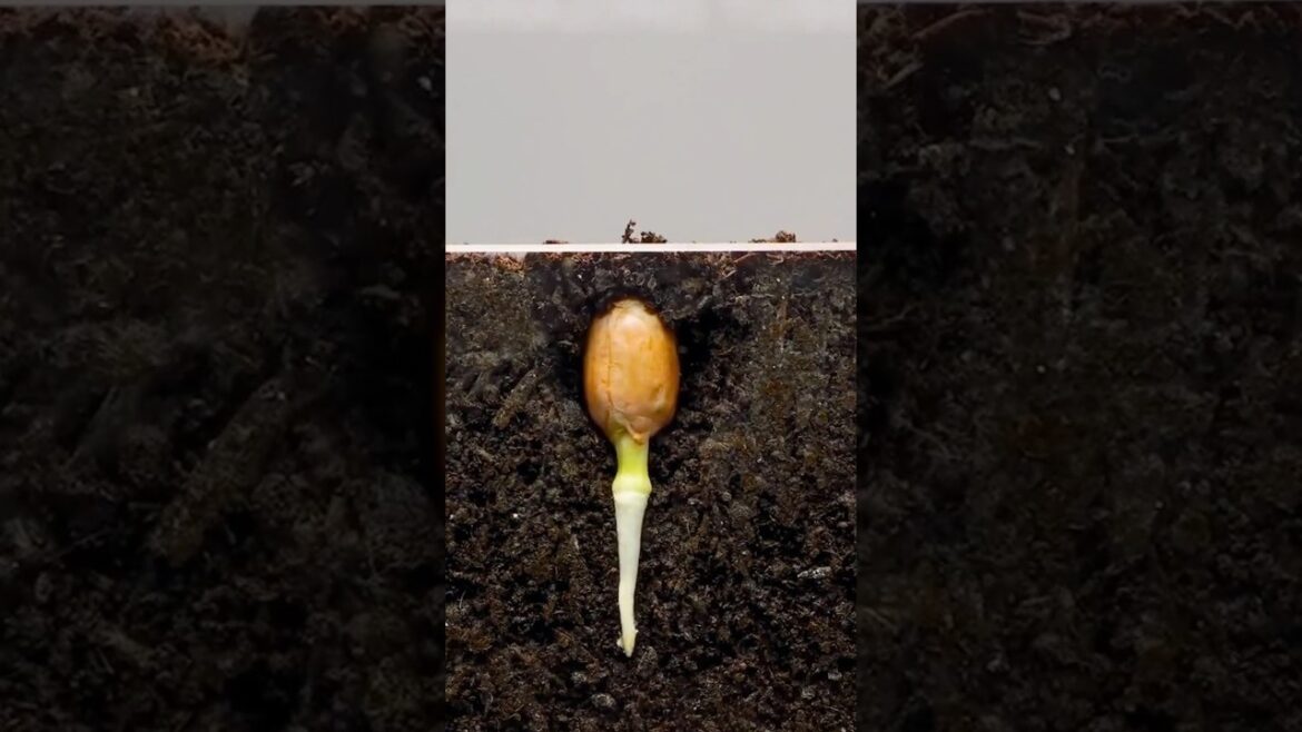 Home Germination Plant from seeds🌱| 🥜Growing Seeds | #Timelapse #shorts #seed #germination #process Home Germination Plant from seeds🌱| 🥜Growing Seeds | #Timelapse #shorts #seed #germination #process