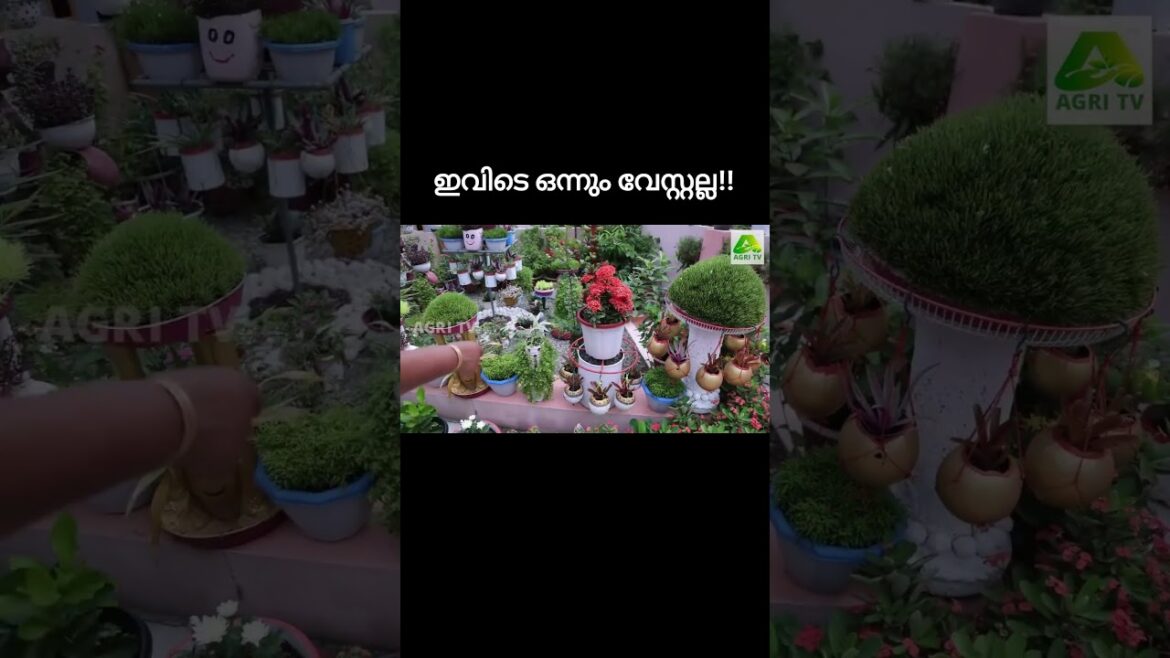 ഇതുവരെ കണ്ടതല്ല, ഇതാണ് ശരിക്കും കിടു ഗാർഡൻ ഐഡിയാസ്|Leelamma Joseph Thiruvananthapuram| Garden ideas ഇതുവരെ കണ്ടതല്ല, ഇതാണ് ശരിക്കും കിടു ഗാർഡൻ ഐഡിയാസ്|Leelamma Joseph Thiruvananthapuram| Garden ideas