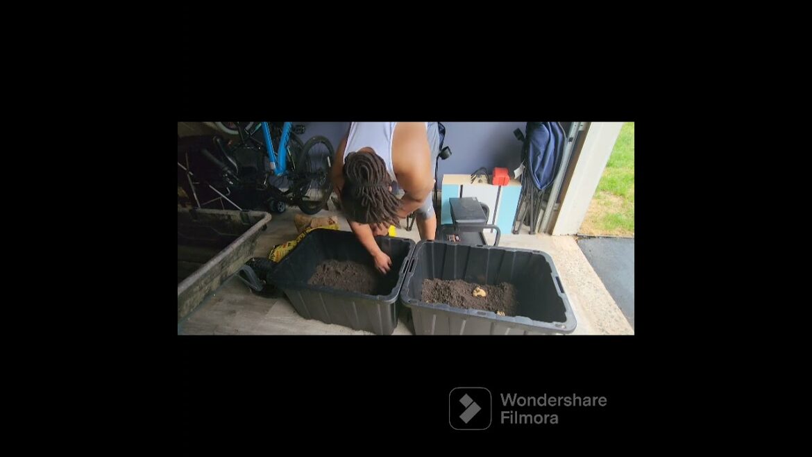 Planting potatoes #gardening #gardeninglife #learningtogarden #growyourownfood