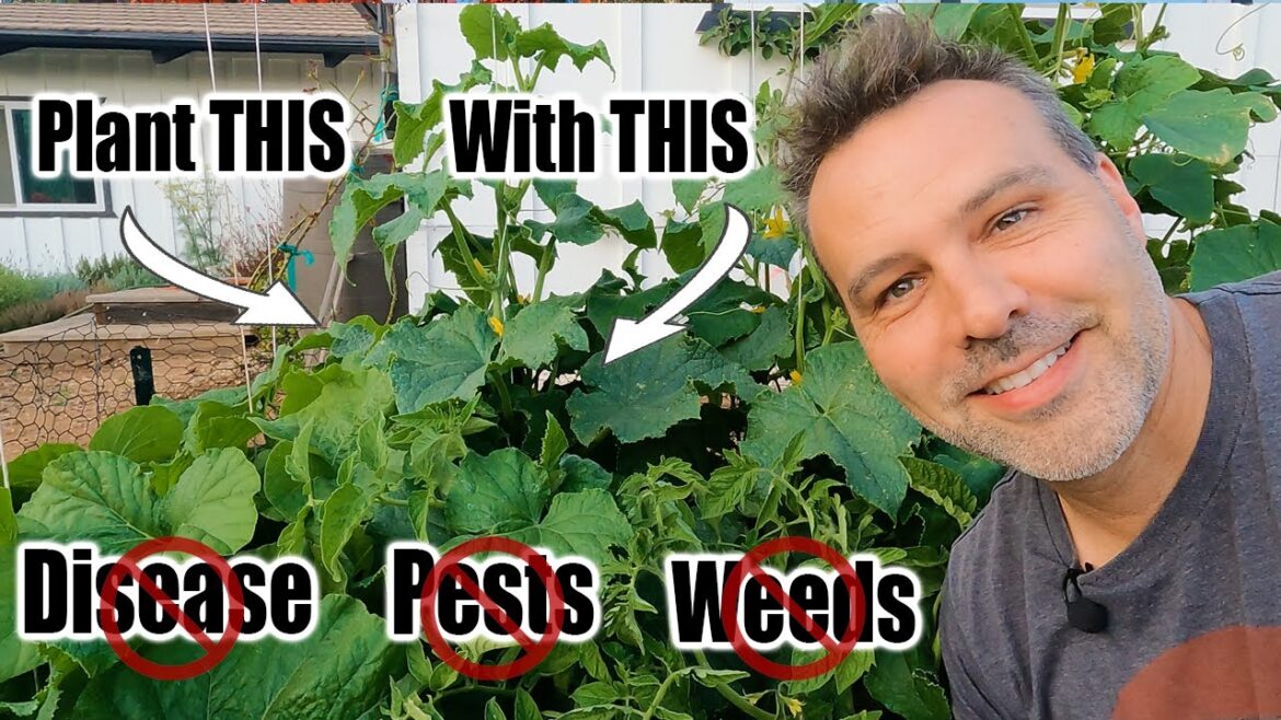 California Garden TV: Companion Plant With Tomatoes // 15 Science Based Pairings Companion Plant With Tomatoes // 15 Science Based Pairings