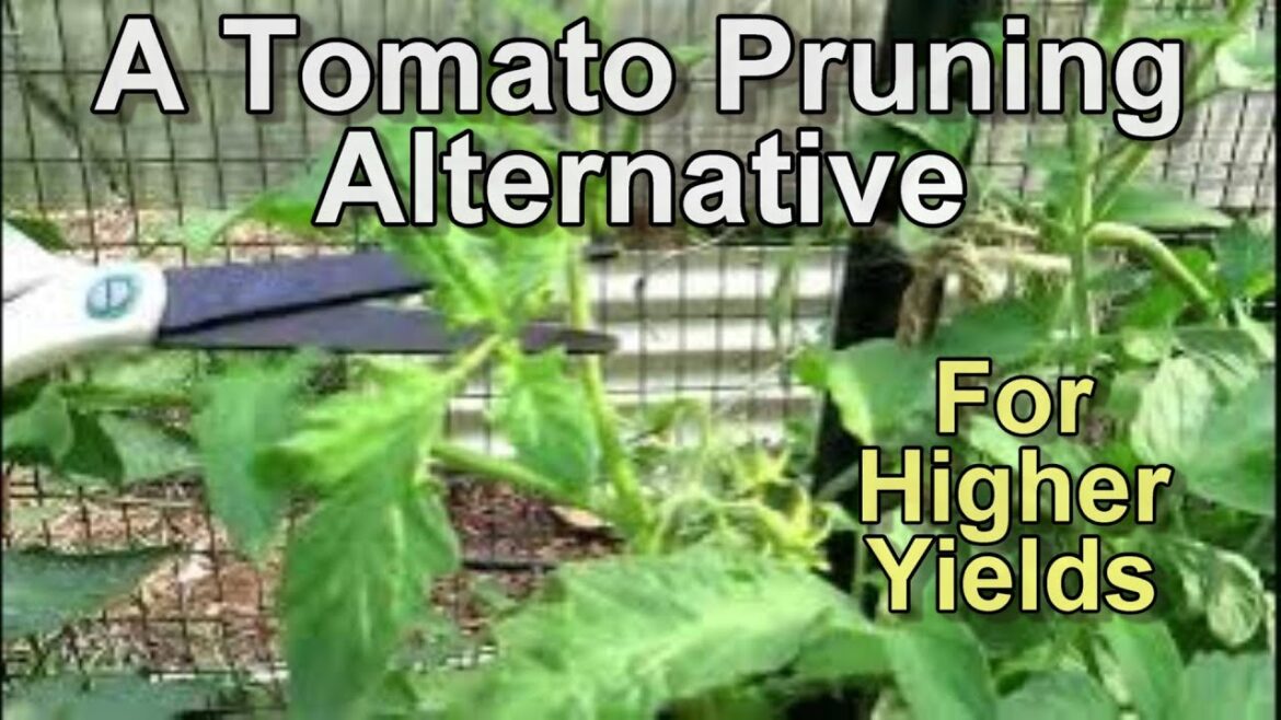 Gary Pilarchik: An Alternative Tomato Pruning Method for Higher Yields: Topping off Tomato Suckers for More Tomatoes An Alternative Tomato Pruning Method for Higher Yields: Topping off Tomato Suckers for More Tomatoes