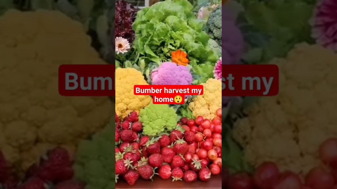 Super bumpher crop harvest #gardeningtips and #gardenideas Super bumpher crop harvest #gardeningtips and #gardenideas