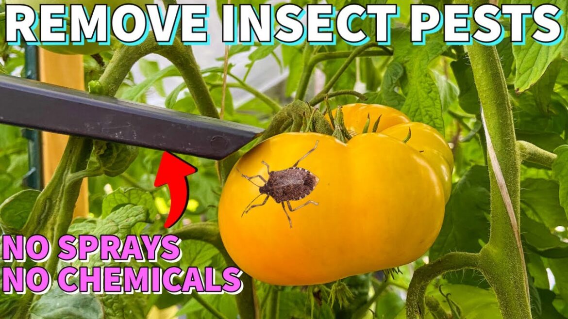 This Easy GARDEN HACK Removes Insect Pests From Your Garden This Easy GARDEN HACK Removes Insect Pests From Your Garden