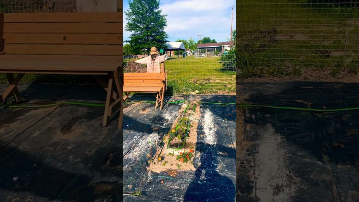 Backyard garden from scratch: Year 2 #backyardgardening #backyardchickens #growyourownfood