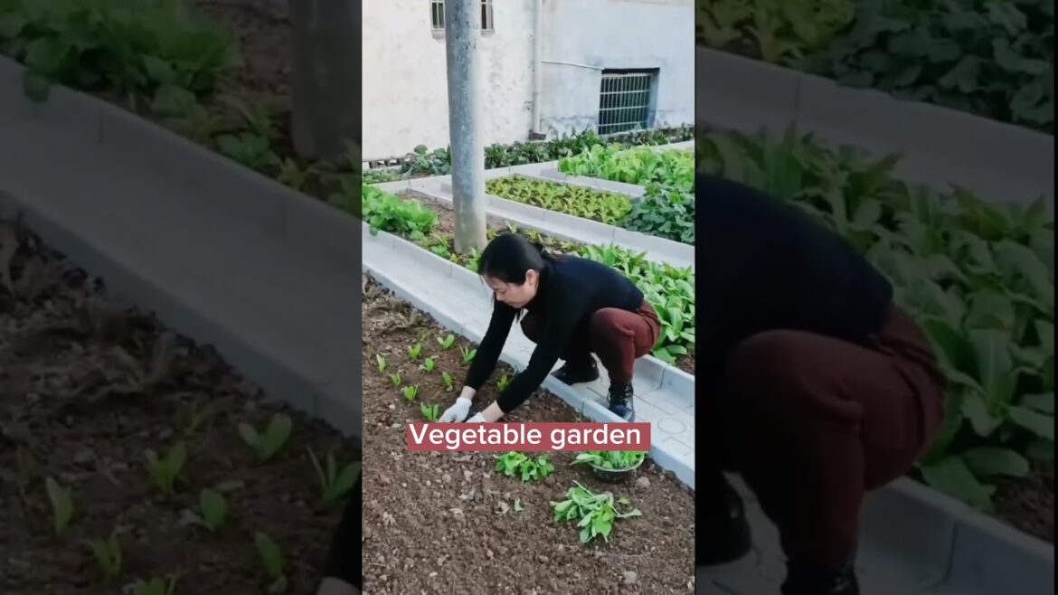 Building The Vegetable Garden #satisfying #shortsvideo