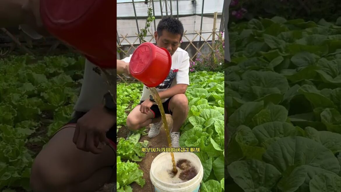 I growing garden at home by Meimei/ Vegetable