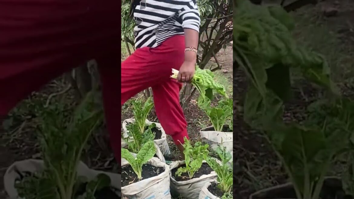 African village mum/pot gardening