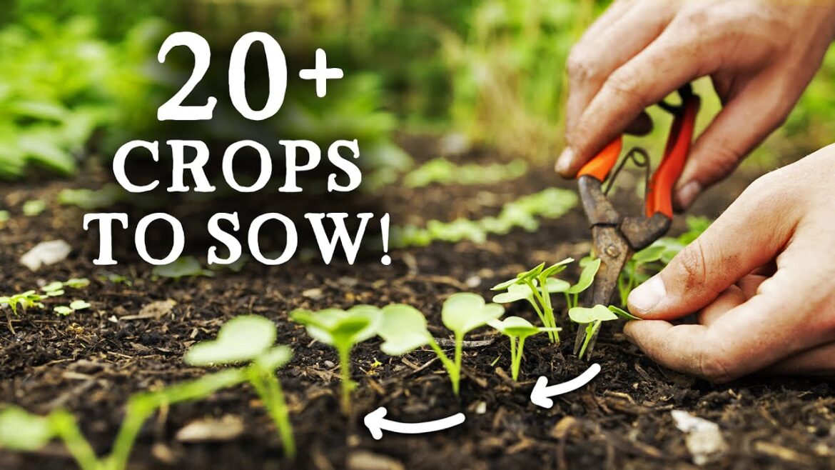 Huw Richards: 20+ Crops to Sow in July for Self-Sufficiency (in 10 Minutes) 20+ Crops to Sow in July for Self-Sufficiency (in 10 Minutes)