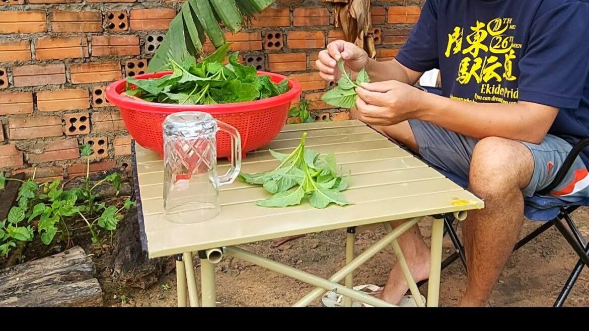 Harvesting Edible Amaranth Cooking with pork .