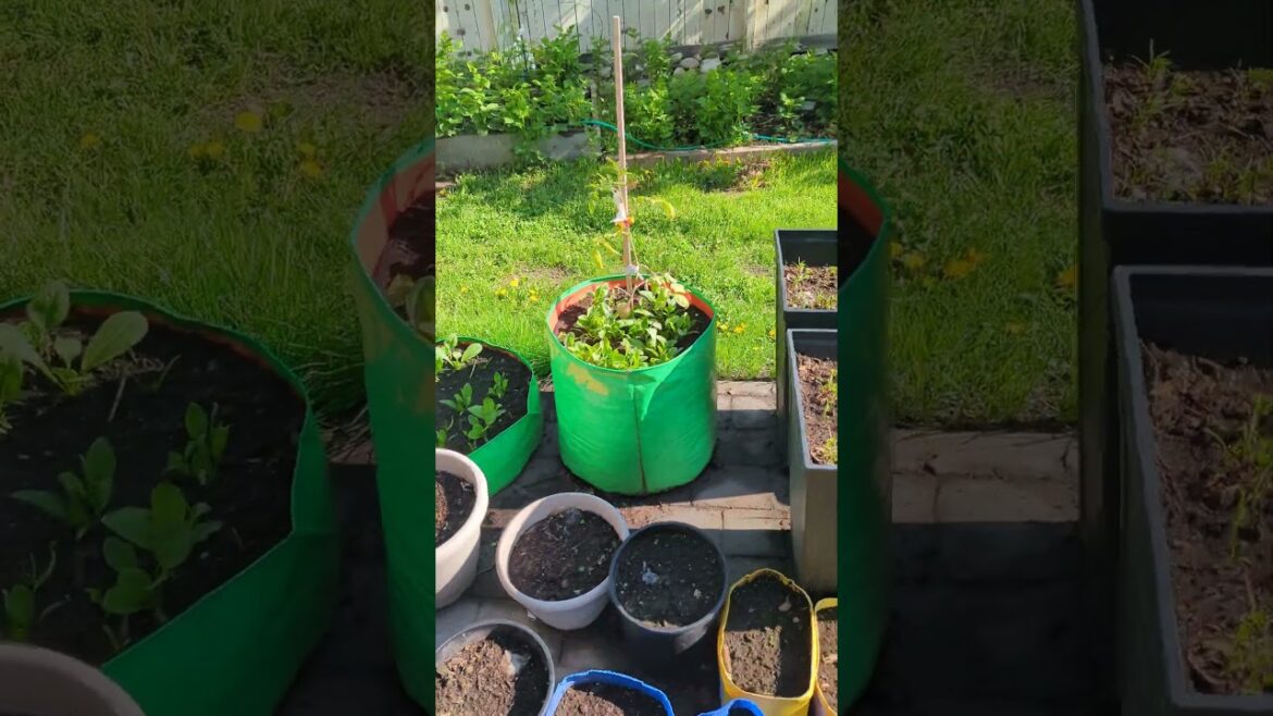 Vegetable Gardening - My automated drip irrigation system