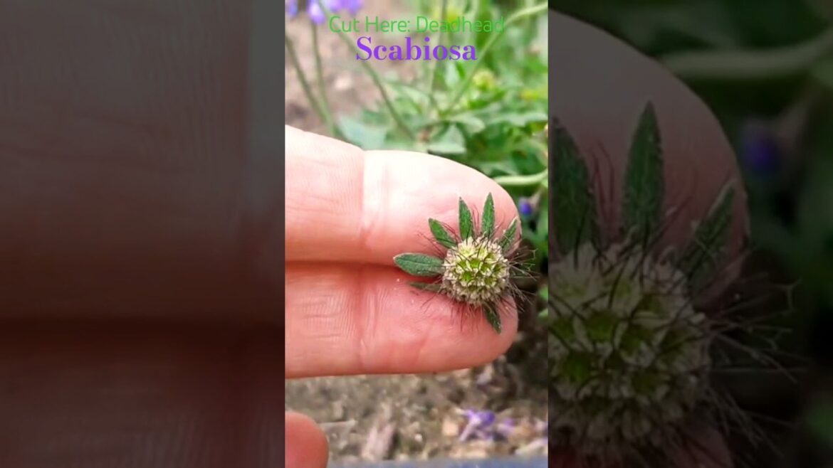 Cut Here: Deadhead Scabiosa 💀✂️🌸 Pincushion Flower #gardeningtips