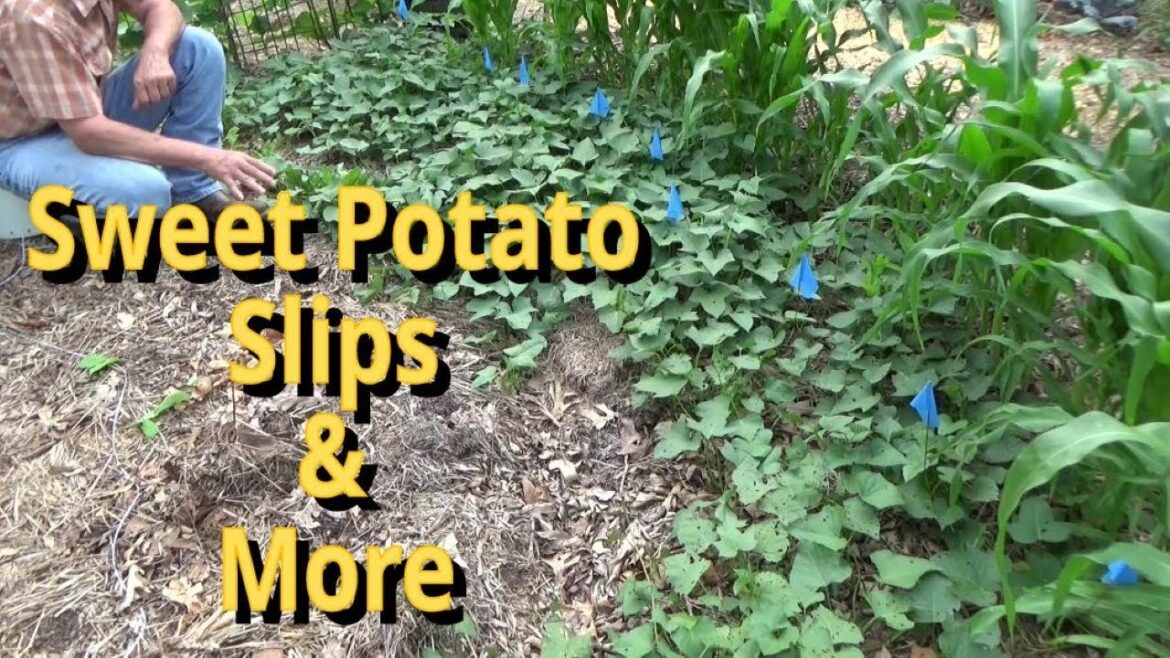 Garden Tips, Planting Sweet Potato Slips, Carrots and the Benifits of the Deep Mulch 6-30-2023