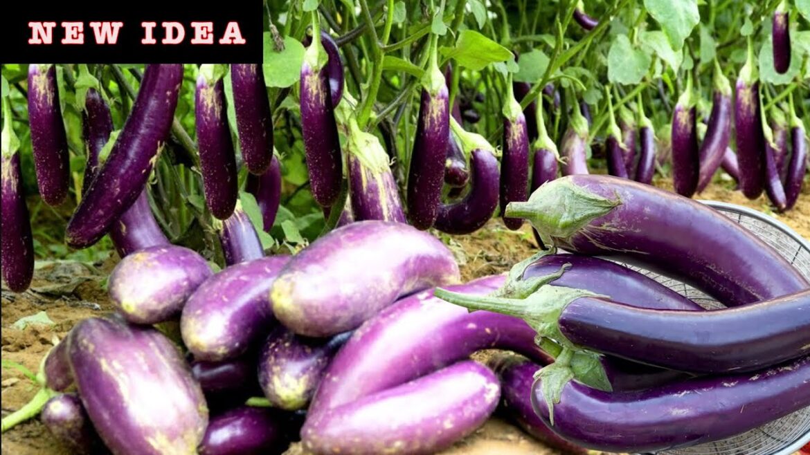 The Garden - Tip for planting eggplants always fruitful. Simple and easy to follow
