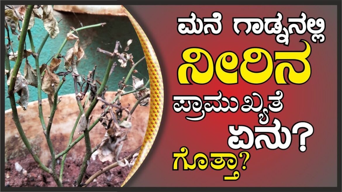 ಗಾರ್ಡೆನ್ನಲ್ಲಿ ನೀರಿನ ಪ್ರಾಮುಖ್ಯತೆ ಏನು? ಗೊತ್ತಾ? #marysmanegarden #watering #gardener ಗಾರ್ಡೆನ್ನಲ್ಲಿ ನೀರಿನ ಪ್ರಾಮುಖ್ಯತೆ ಏನು? ಗೊತ್ತಾ? #marysmanegarden #watering #gardener