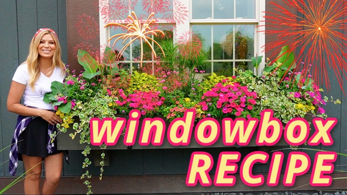 Window Box Container Gardening with Varieties, Maintenance Tips & Grower Secrets | Happy 4th of July Window Box Container Gardening with Varieties, Maintenance Tips & Grower Secrets | Happy 4th of July