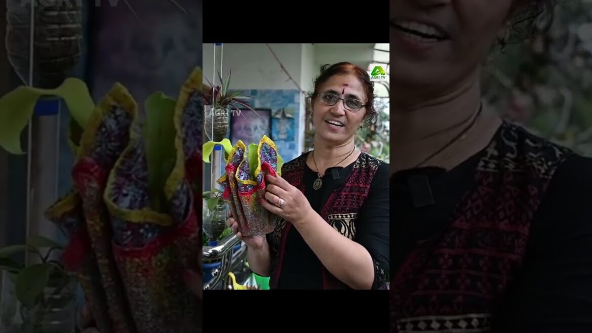 ഇതിലും ചെലവ് കുറഞ്ഞ ബാൽക്കണി ഗാർഡൻ നിങ്ങൾ കണ്ടിട്ടുണ്ടാകില്ല| Creative Balcony Garden| Bindhu Eroor ഇതിലും ചെലവ് കുറഞ്ഞ ബാൽക്കണി ഗാർഡൻ നിങ്ങൾ കണ്ടിട്ടുണ്ടാകില്ല| Creative Balcony Garden| Bindhu Eroor