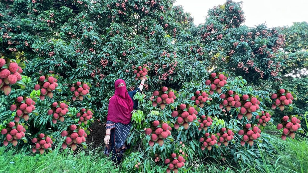harvesting a lot of elaichi garden