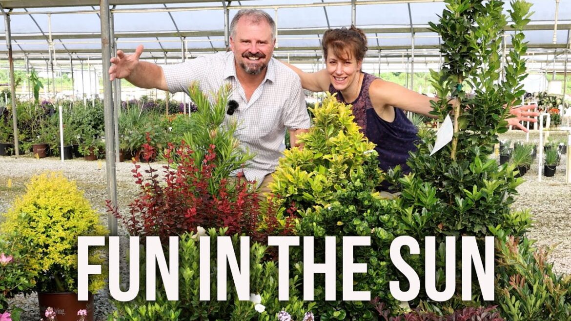 Garden Plant Combos for the Sun – Southern Living Plant Collection, Encore Azaleas, Butterfly Candy Garden Plant Combos for the Sun - Southern Living Plant Collection, Encore Azaleas, Butterfly Candy