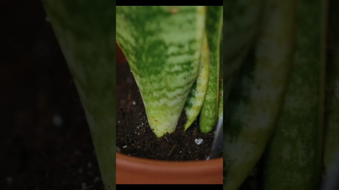 First use of vinegar in garden|#houseplants#shorts#trending#gardening#plants#flower#farm#harvest