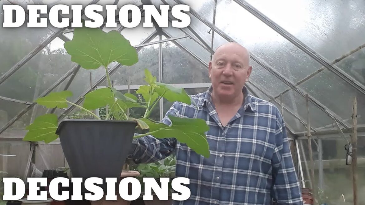 Decisions Decisions [Gardening Allotment UK] [Grow Vegetables At Home ]