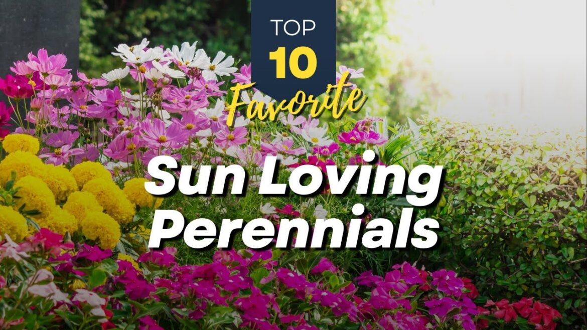 10 Favorite Sun Loving Perennials 🌻🌞 for Full Sunlight Garden Landscape