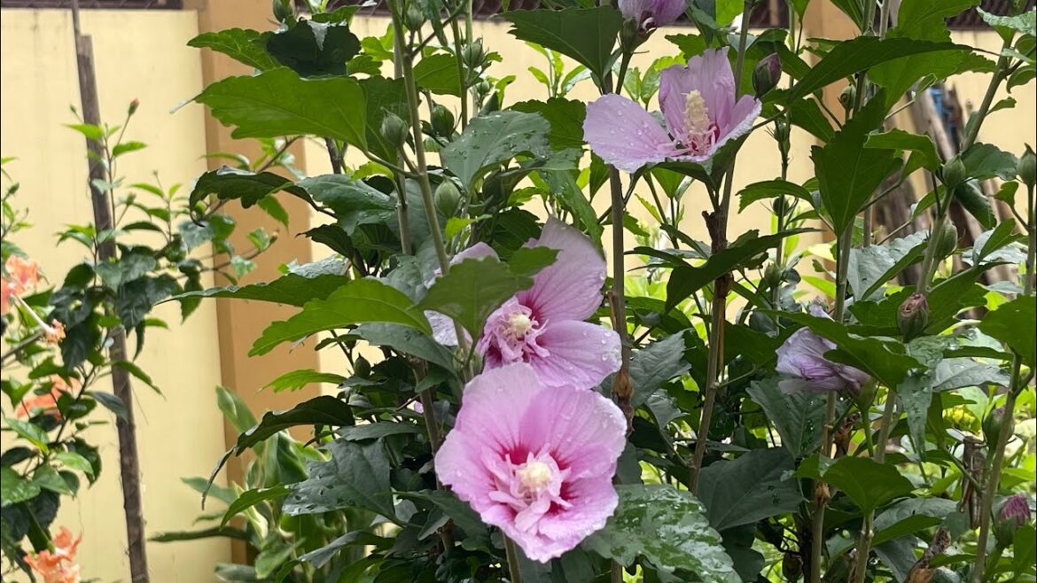 My my plants on the ground|Outdoor tropical garden overview & plant talk |My future plans for garden