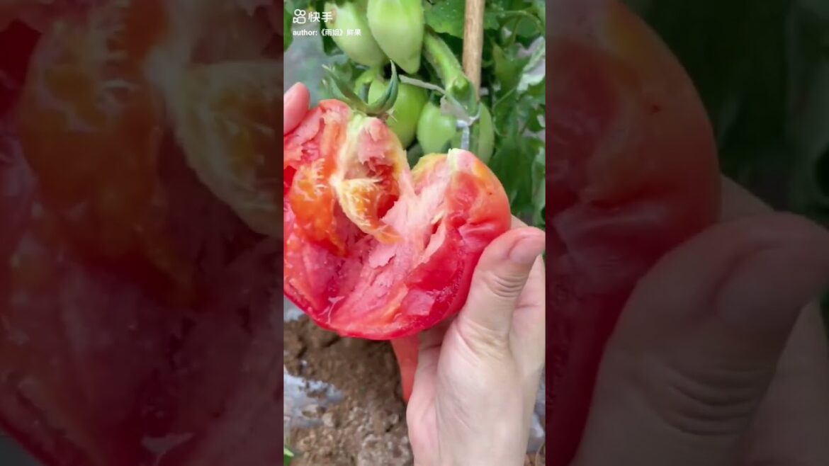 do you know this fruit?|Fruits🍒Videos#shorts #viral #fruit do you know this fruit?|Fruits🍒Videos#shorts #viral #fruit