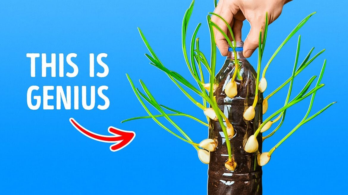 Make Your Garden Blossom: Useful Plant Hacks