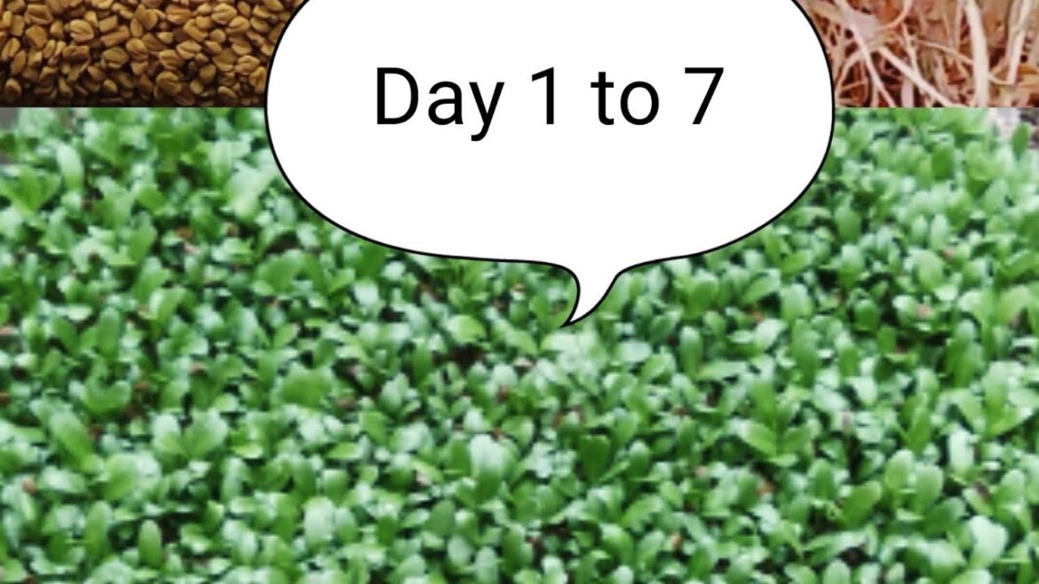 Day 1 to 7 🌾☘️ Kitchen garden #plant #kitchengarden #gardening #shorts