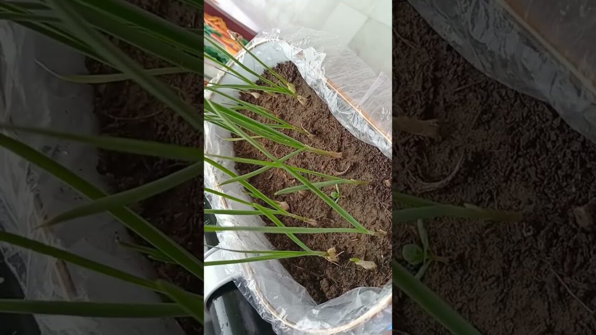 Fresh garlic leaves straight from Kitchen garden | small pot gardening