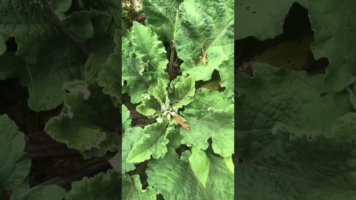 Common Burdock Nutrition #Shorts  Common Burdock Nutrition #Shorts 