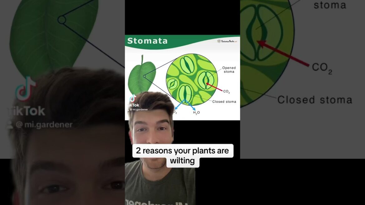 2 Reasons Your Plants Are WILTING 🥀 and How To Fix it! 🪴